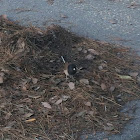 Dark-eyed Junco