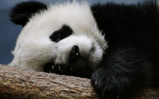 Cute Panda Live Wallpaper