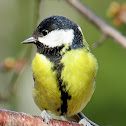 Great Tit