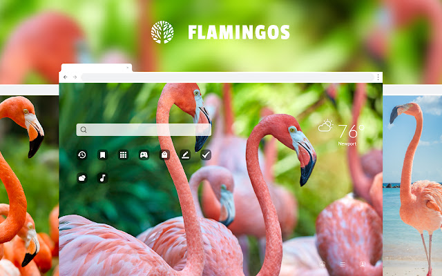 Flamingos HD Wallpaper Theme