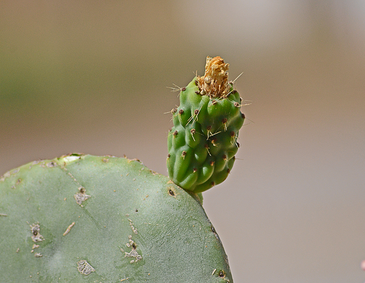 Oa è verde di maspier