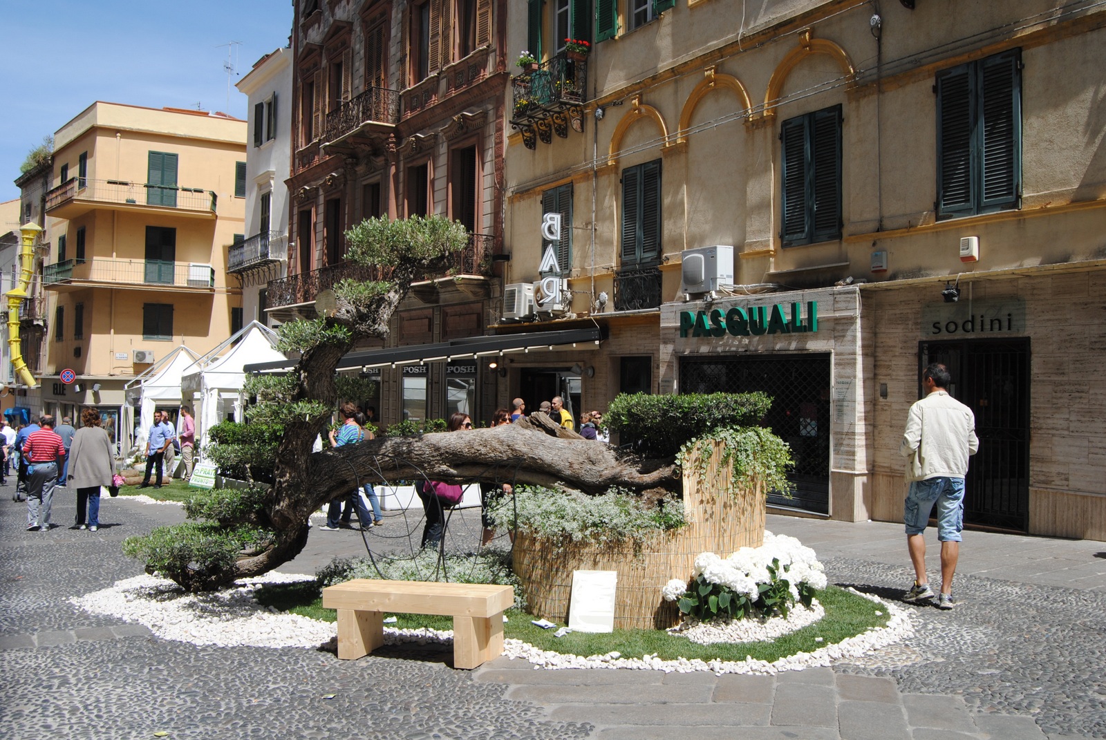 L'Albero di Pretoriano