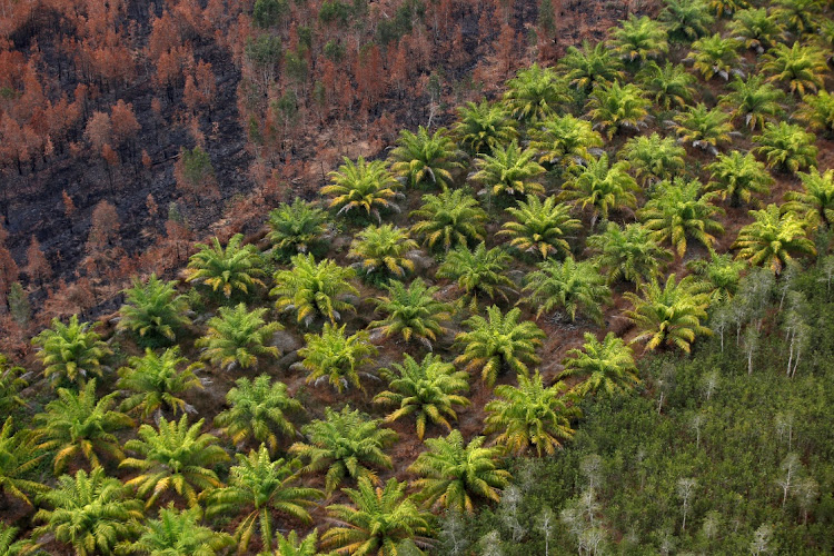 A palm oil plantation is pictured near Banjarmasin in South Kalimantan province, Indonesia. File photo: REUTERS/WILLY KURNIAWAN