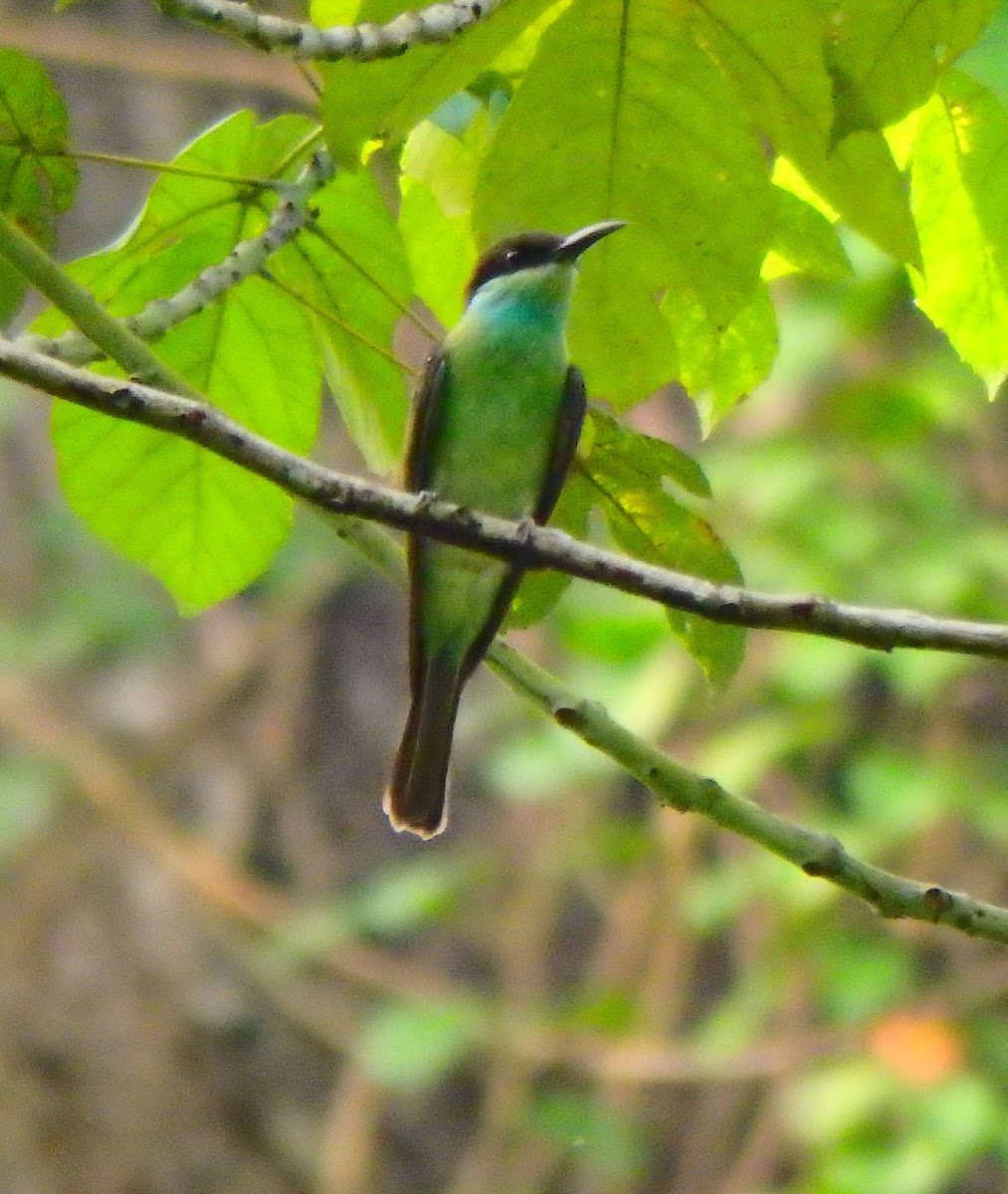 Blue-throated Bee Eater