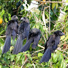 Smooth-billed Ani