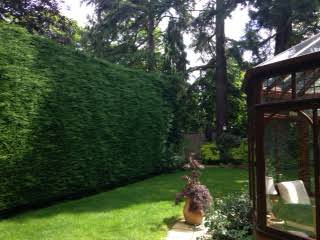 Trimming a conifer hedge. June 2014 album cover