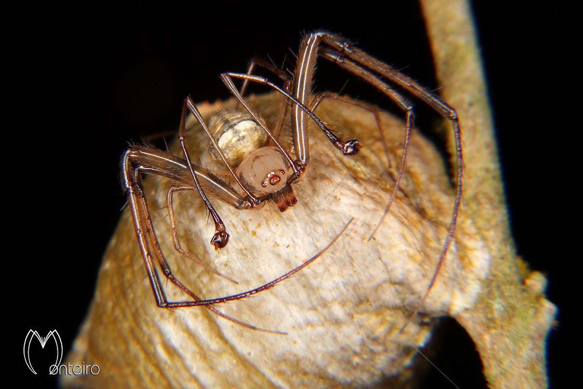 Pirate spider (male)