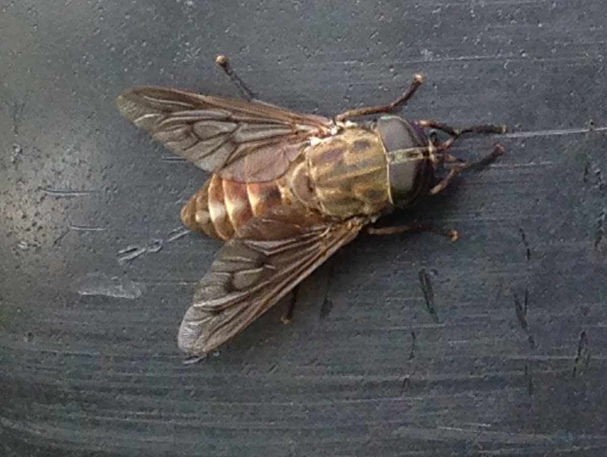 horse fly