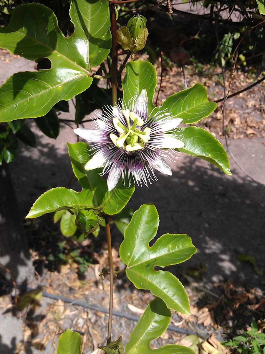 Passion flower