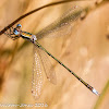 Small Spreadwing