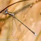 Small Spreadwing