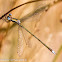 Small Spreadwing