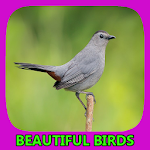 Cover Image of डाउनलोड Beautiful Birds Gallery 1.2 APK