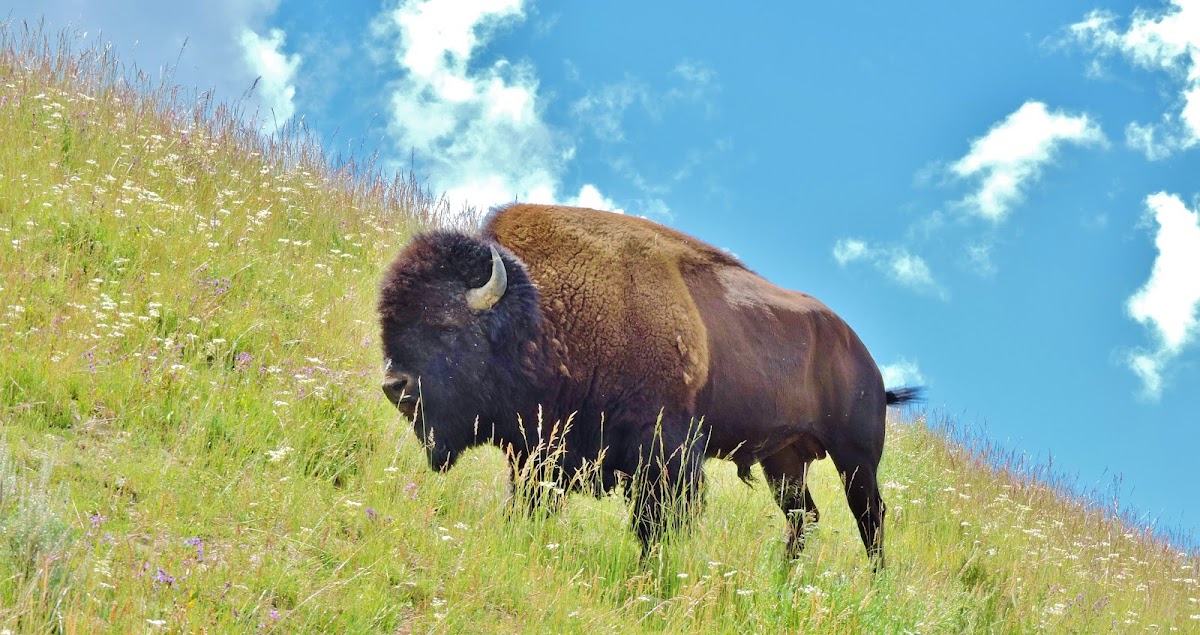 American Bison