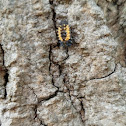 Multicolored Asian Lady Beetle (Larvae)