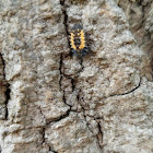 Multicolored Asian Lady Beetle (Larvae)