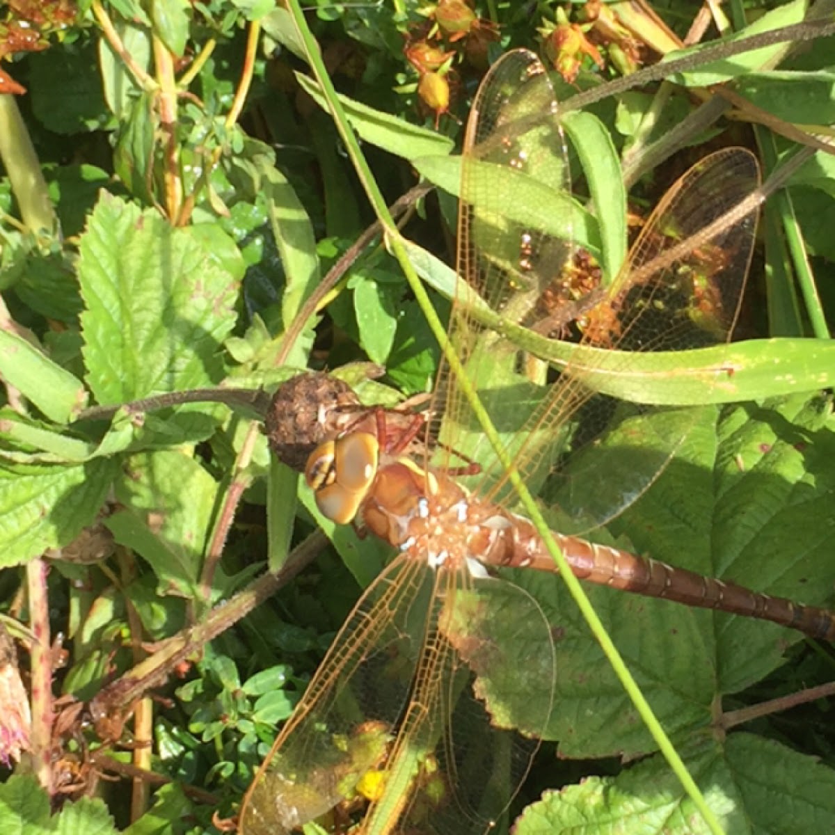 Brown Hawker