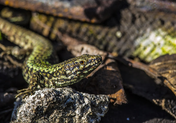 Lizard look di rikipierotti