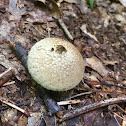 Gem-studded Puffball