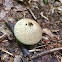 Gem-studded Puffball