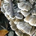 crust fungi