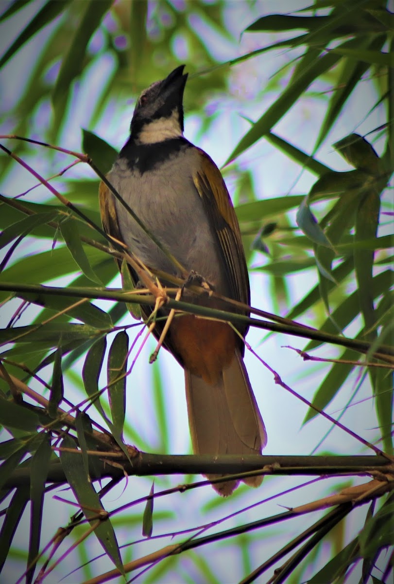 Black-Headed Saltator