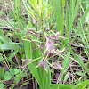 Lily-leaved Twayblade