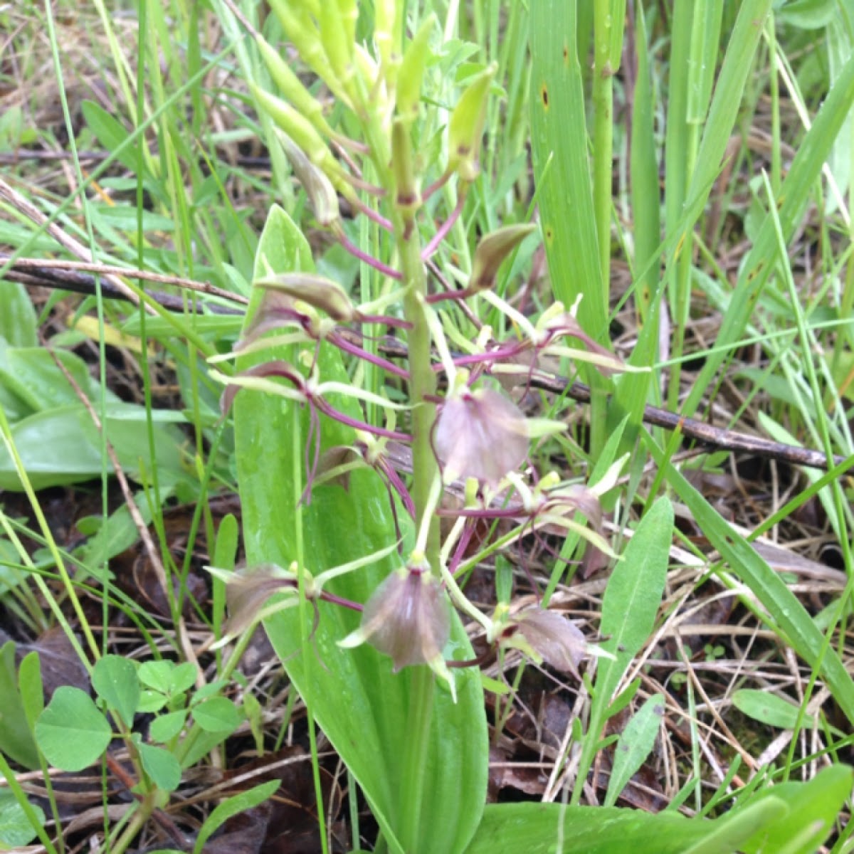 Lily-leaved Twayblade