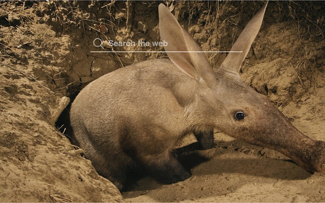 Aardvark HD Wallpapers Theme