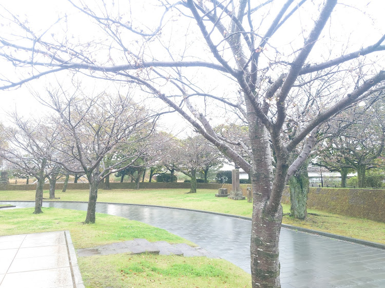 フーガの鹿児島・サクラと愛車・ドライブ・4月もよろしくお願い致します🌸・雨の日の1枚に関するカスタム事例の投稿画像5枚目