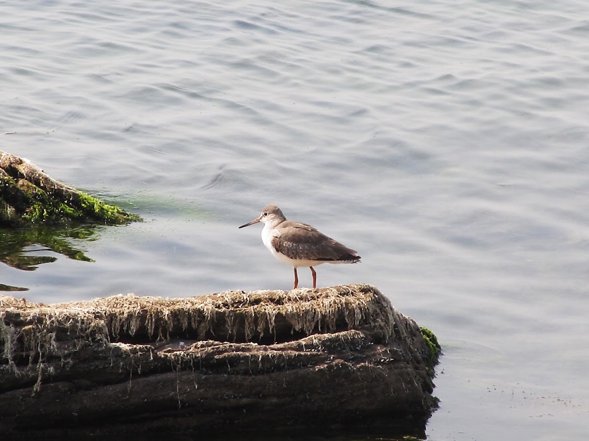 Spotted Redshank