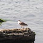 Spotted Redshank