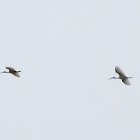 Black-headed Ibis