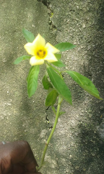 - Chanana, Flor do Guarujá (Turnera ulmifolia) - Planta ornamental, de propriedades medicinal, de flor comestível