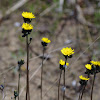 Field Hawkweed or King Devil