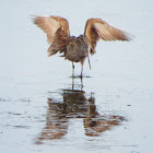 Marbled godwit