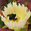 Yellow-faced Bumble bee