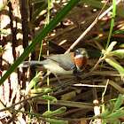 Western Spinebill (male)