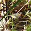 Western Spinebill (male)