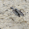 Moustached Tiger Beetle