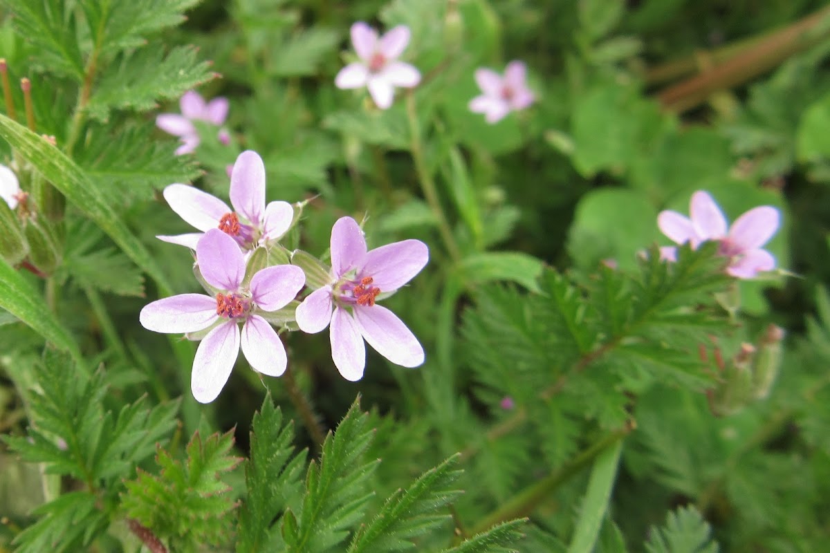 Stork's Bill