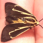 Banded Tiger Moth