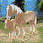 Horse Paradise: My Dream Ranch icon