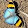 Butterfly Jigsaw Puzzles icon