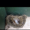 Barn swallow nest