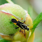 Hadrodemus m-flavum