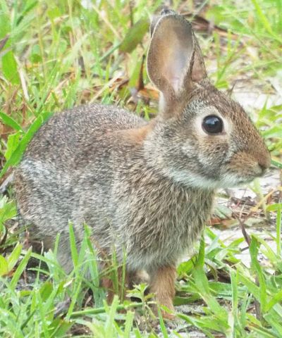 Eastern Cottontail