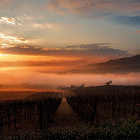 vigneti in val tidone di 