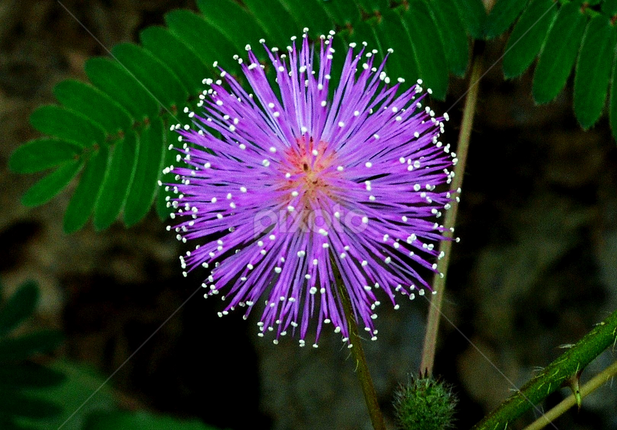 MIMOSA  INVISA by Jyotirmoy Phukan - Flowers Flowers 2011-2013