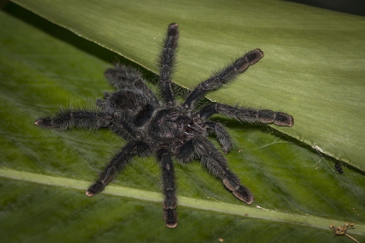 Pinktoe Tarantula